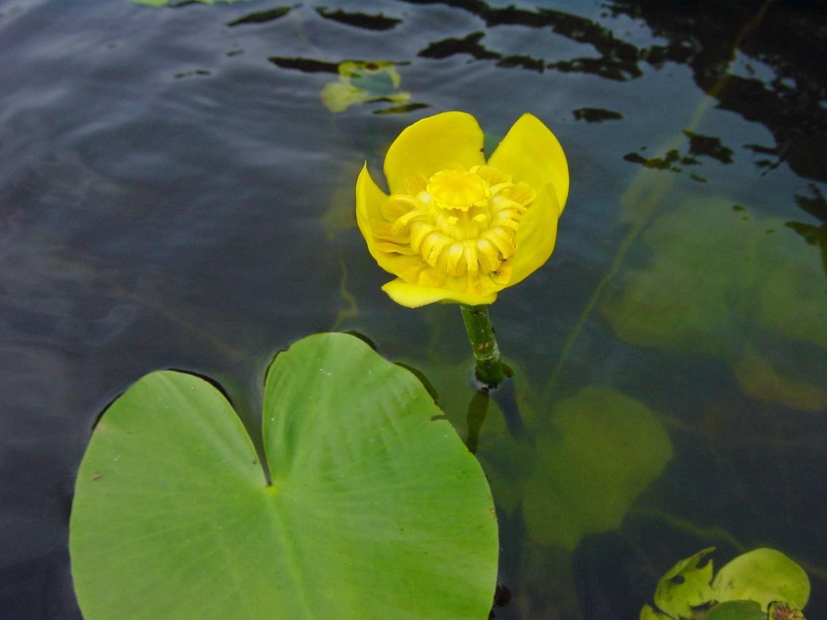 Большие листья на воде. Кубышка желтая водяная Лилия. Кубышка (Nuphar). Кубышка желтая (Nuphar lutea). Кубышка жёлтая - Nuphar luteum,.